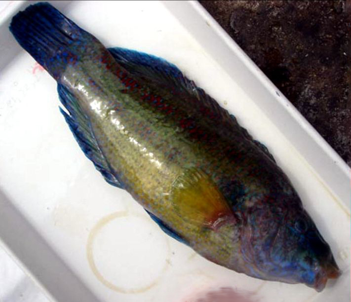 Symphodus tinca_0007
